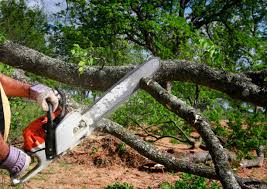 Best Tree Maintenance Programs  in Richwood, LA